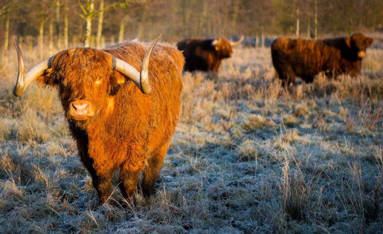 Highland cows get new home on nature reserve - Farmads