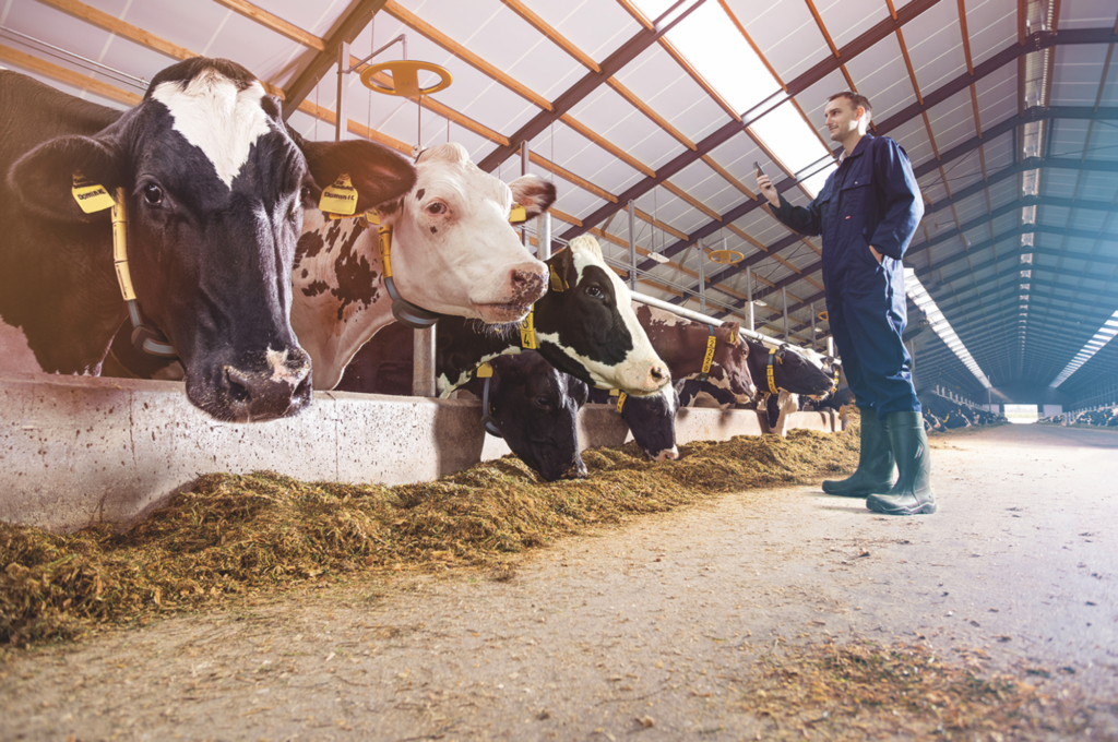 New tech to boost cow productivity and sustainability