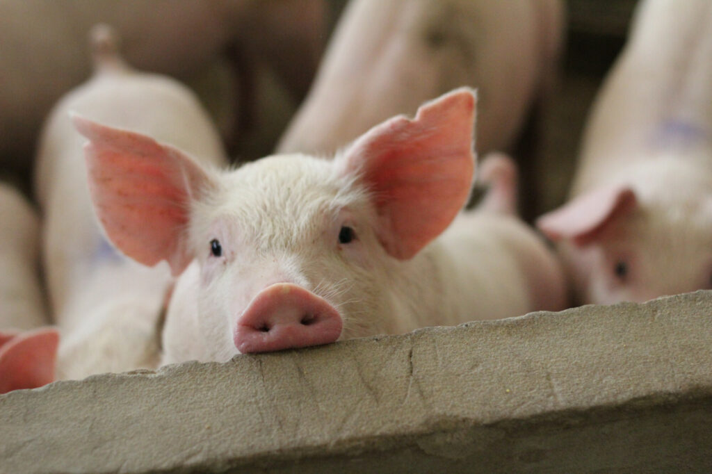 How technology is transforming pig housing