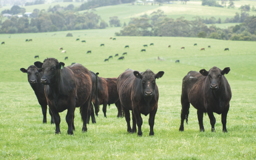 App allows precise herd management without signal