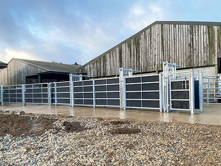 fixed cattle handling system