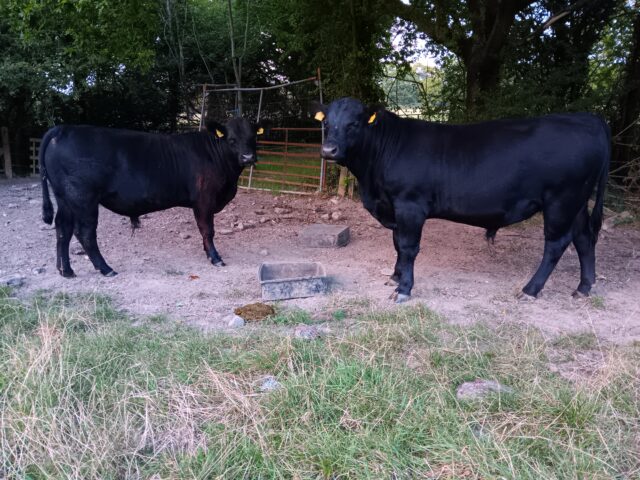 Pedigree Aberdeen Angus bulls