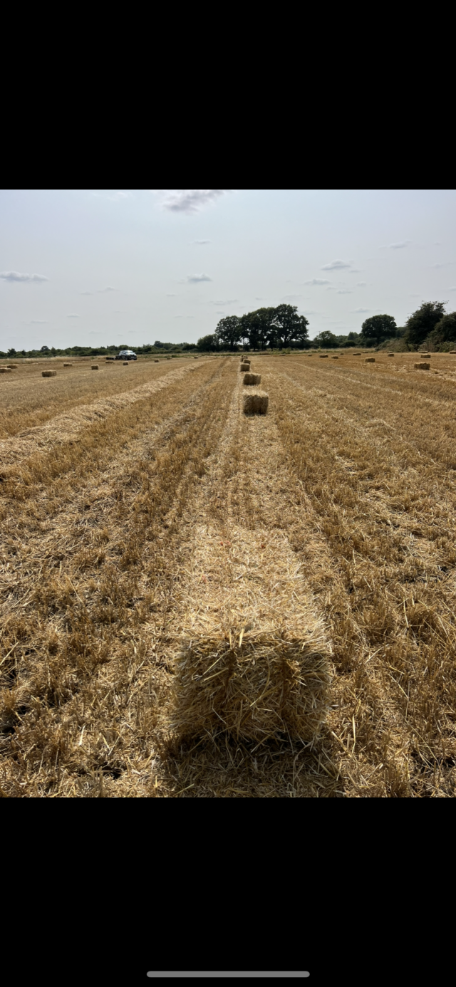 Conventional straw bales