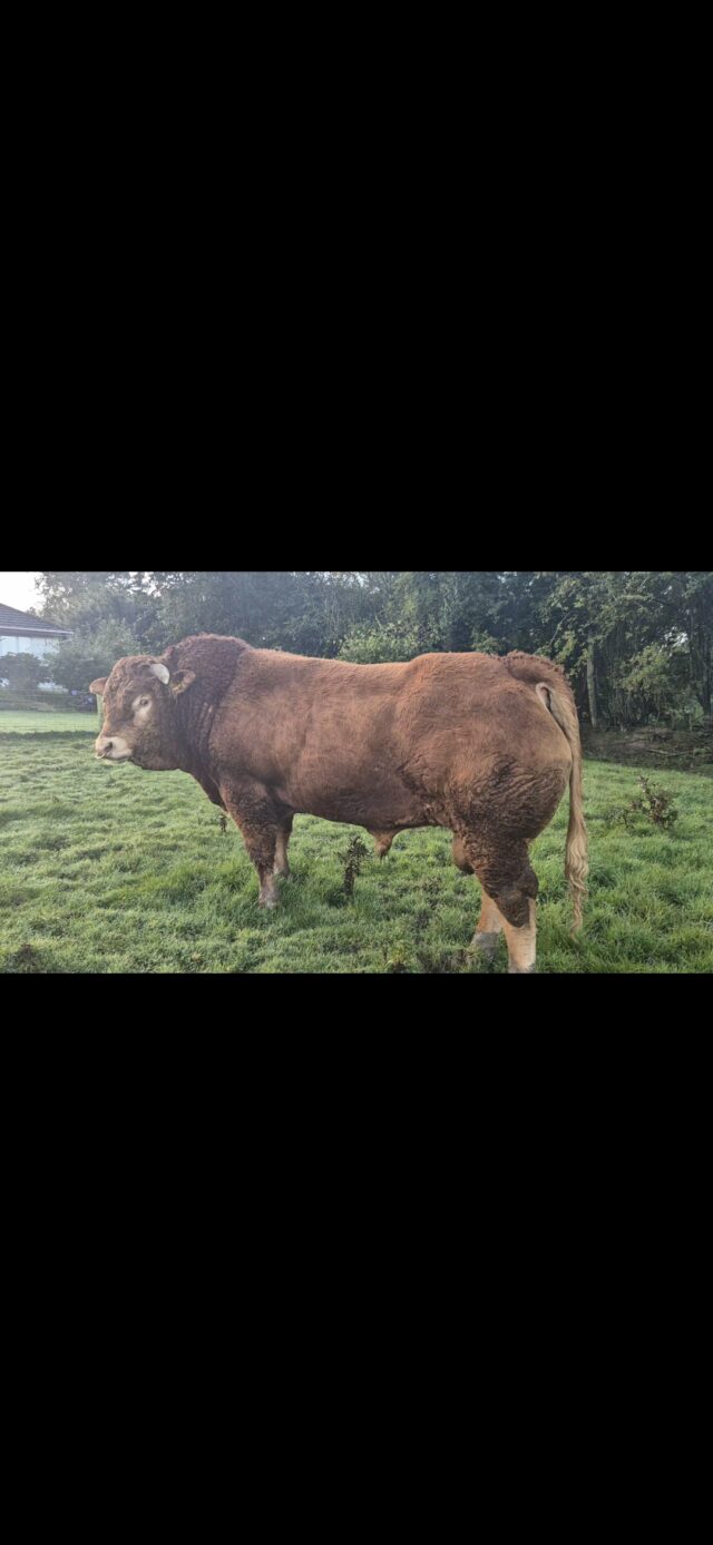 Pedigree Lim Bull