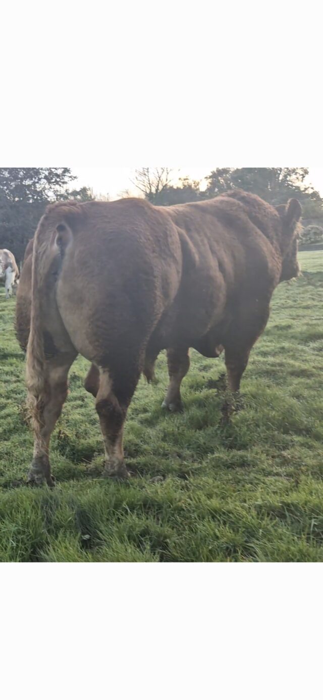 Pedigree Lim Bull