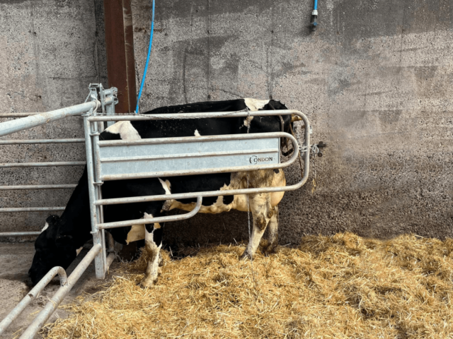 CONDON ENGINEERING CALVING GATE