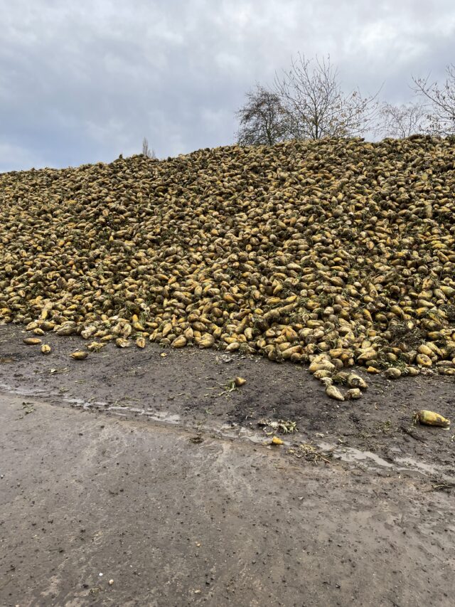 Fodder Beet and Sugar Beet for sale