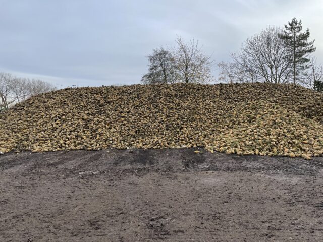 Fodder Beet and Sugar Beet for sale