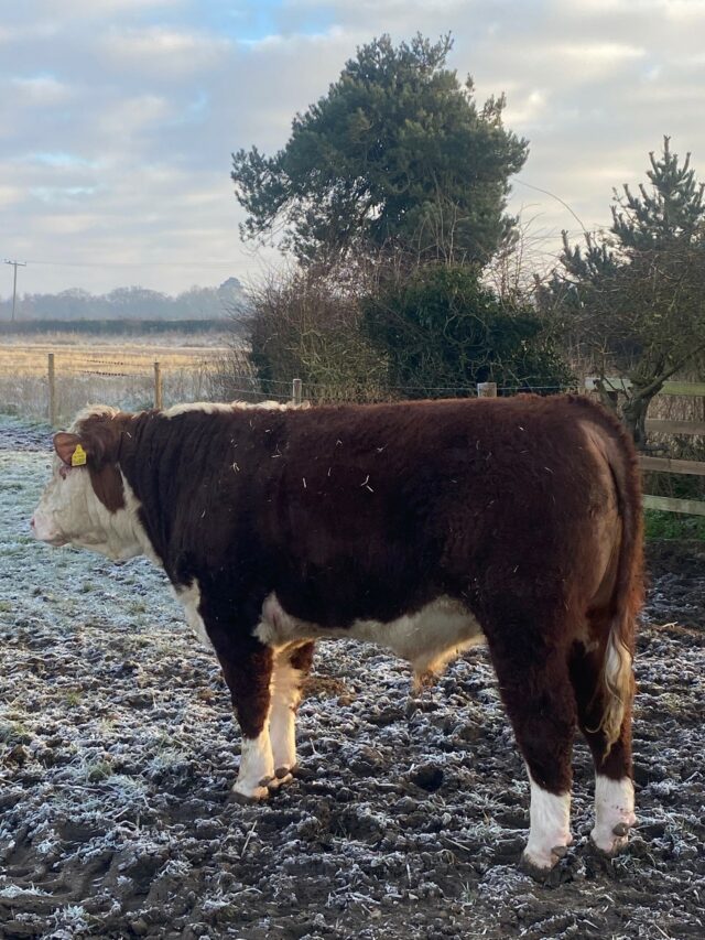 Hereford Bulls