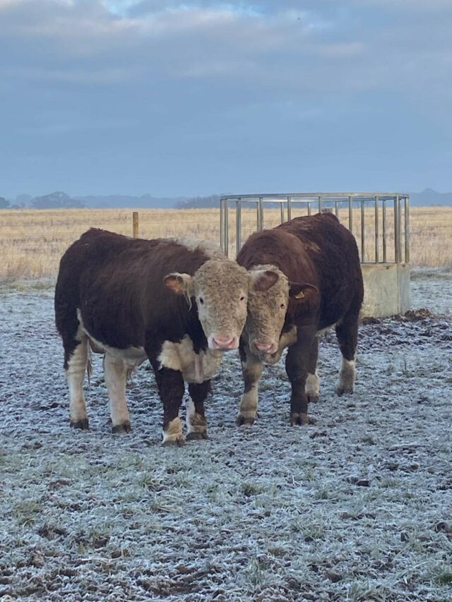 Hereford Bulls