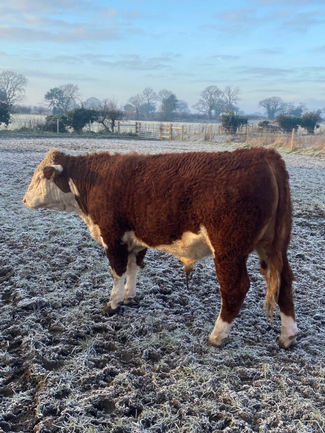 Hereford Bulls