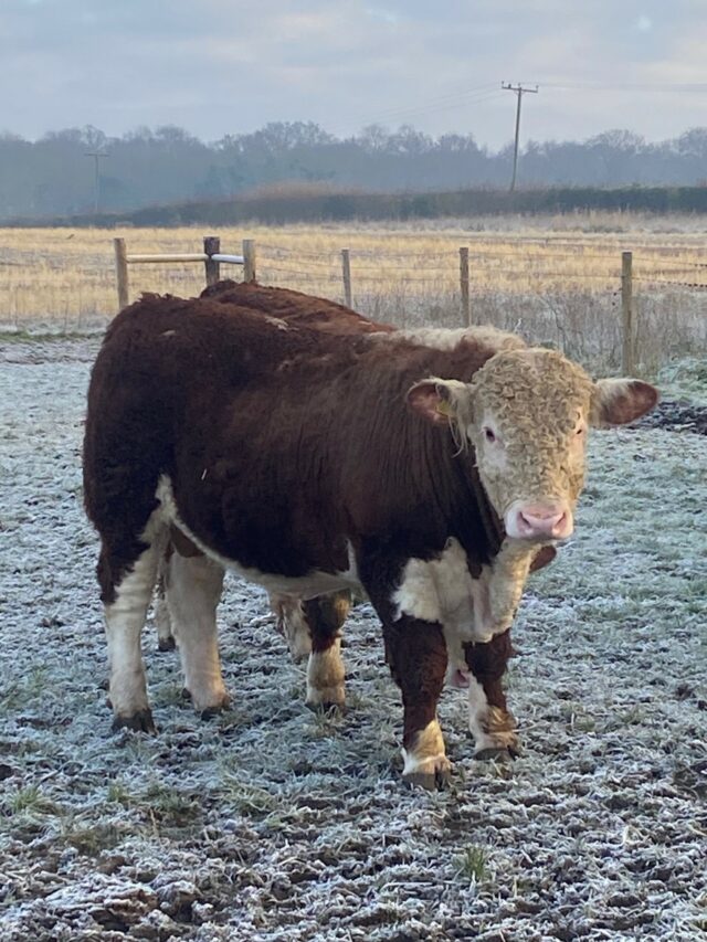 Hereford Bulls