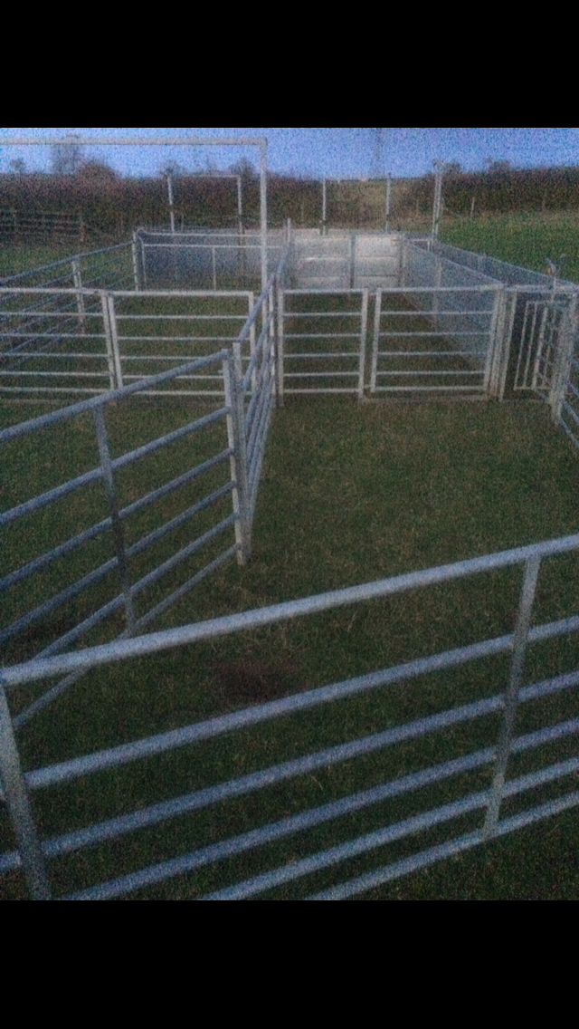 BATEMAN sheep handling system