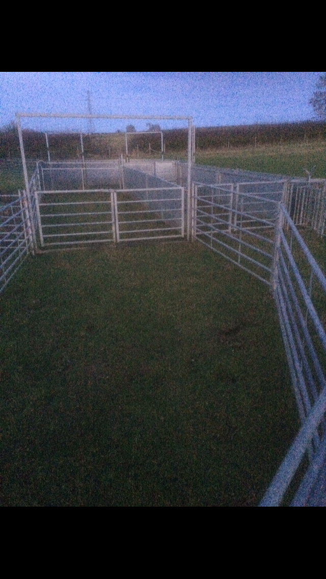 BATEMAN sheep handling system