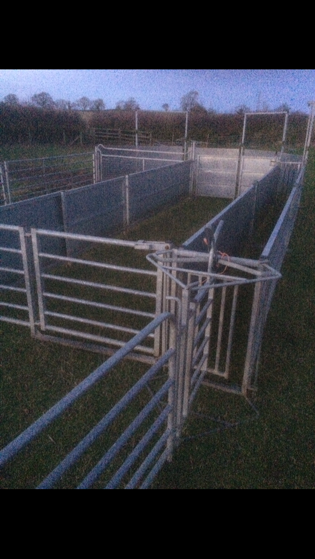 BATEMAN sheep handling system