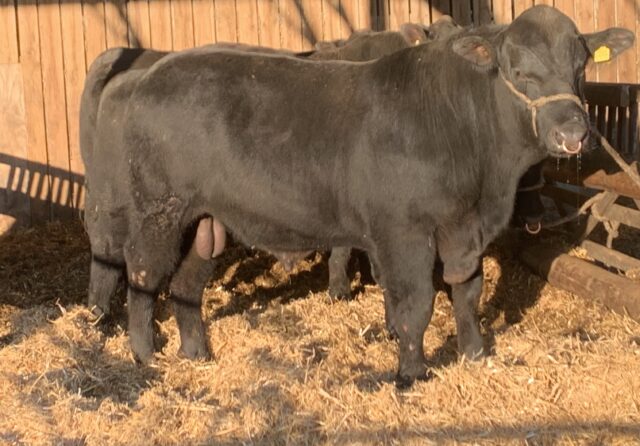 Aberdeen Angus Bulls