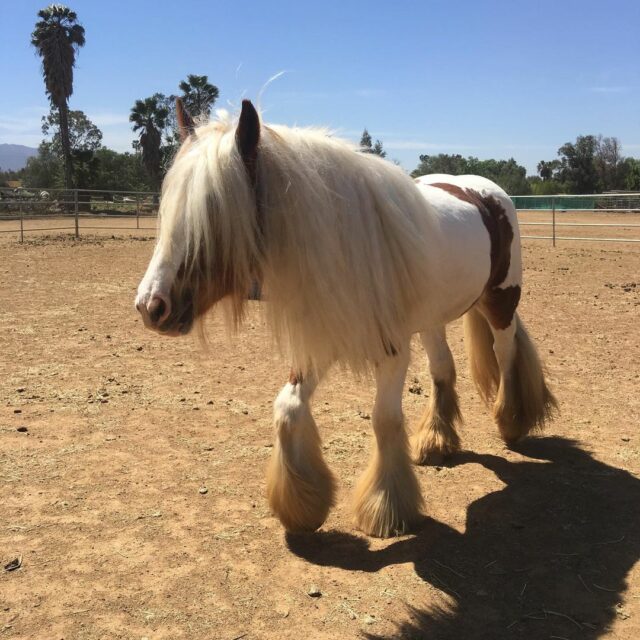 Gypsy Vanner Horse For Sale