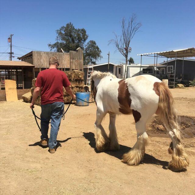 Gypsy Vanner Horse For Sale