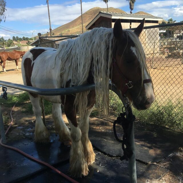 Gypsy Vanner Horse For Sale