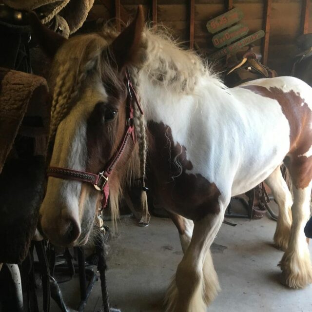 Gypsy Vanner Horse For Sale