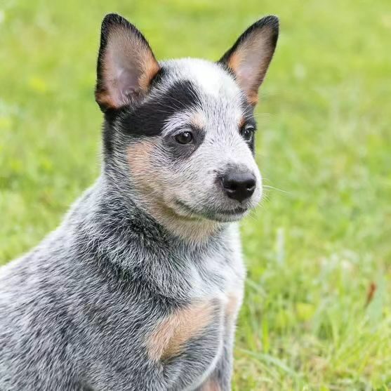 Australian Cattle Dog Puppies