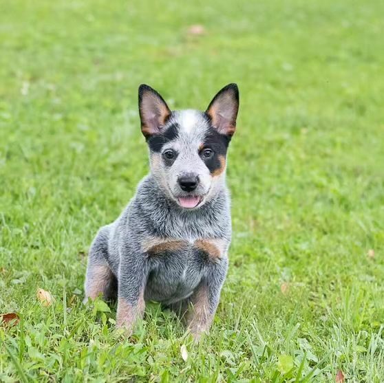 Australian Cattle Dog Puppies