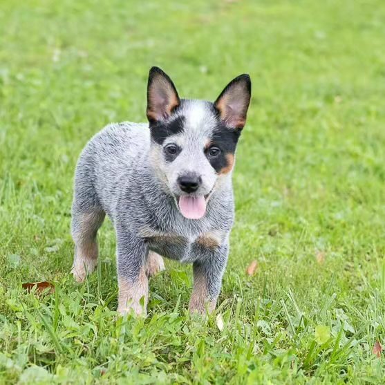 Australian Cattle Dog Puppies