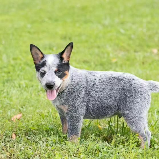 Australian Cattle Dog Puppies